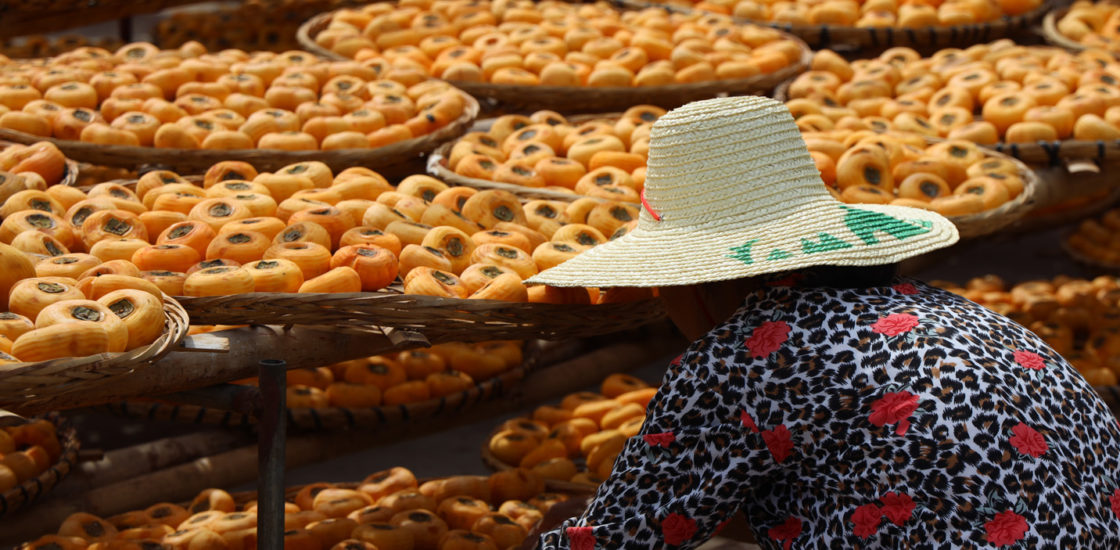 Farm worker sorting persimmons