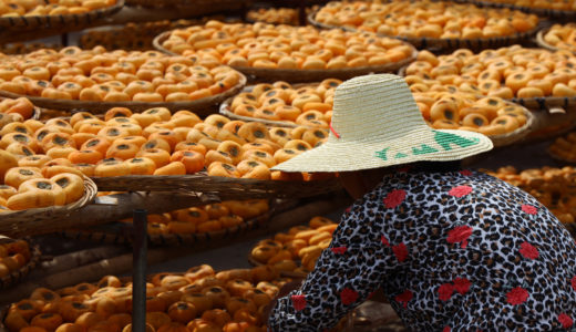 Farm worker sorting persimmons