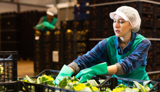 Workers sorting produce in warehouse